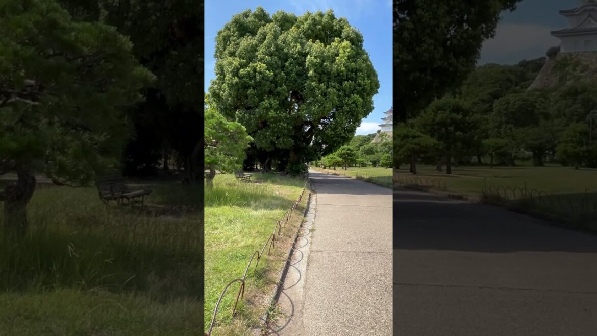 【KOBE】Must-See Tourist Attraction – Akashi Castle Park 【KOBE】Must-See Tourist Attraction - Akashi Castle Park