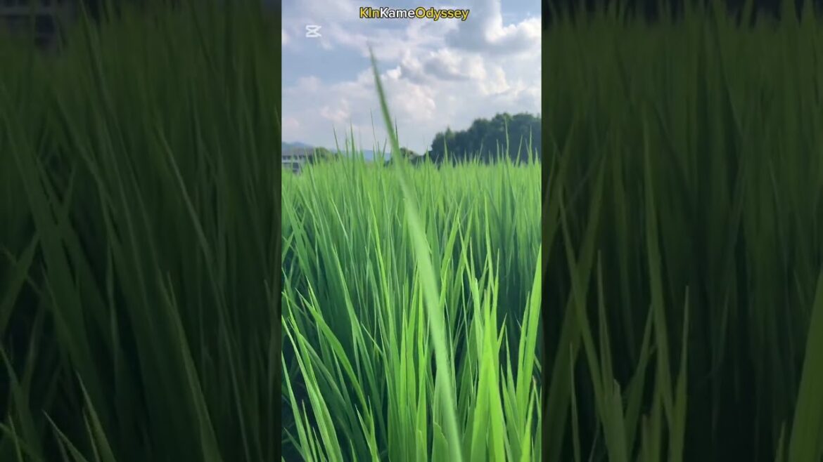 This Is What Fresh Air Looks Like in Japan This Is What Fresh Air Looks Like in Japan