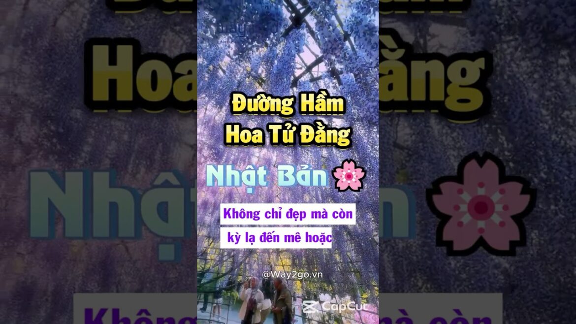 Đường hầm hoa tử đằng – Nhật Bản: Không chỉ đẹp mà còn kỳ lạ đến mê hoặc #NhậtBản #HoaTửĐằng Đường hầm hoa tử đằng - Nhật Bản: Không chỉ đẹp mà còn kỳ lạ đến mê hoặc #NhậtBản #HoaTửĐằng