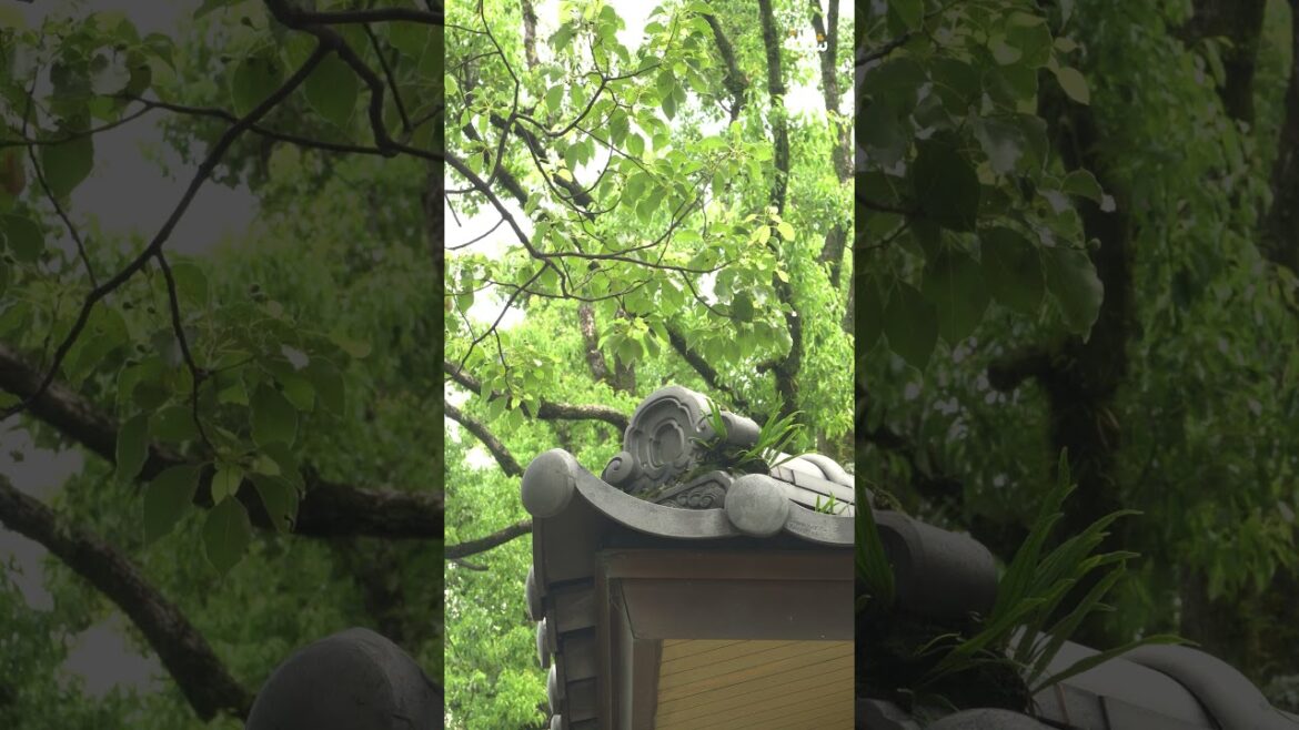 Japon | Kumamoto | Le calme et la nature de Kumamoto #paysagemagnifique #nature #travel #japan