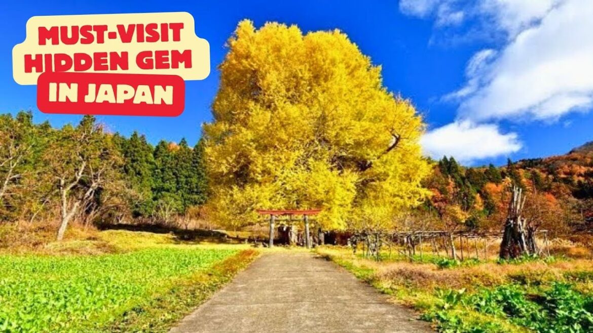 500-Year-Old Giant Ginkgo Tree in Kobe: A Golden Wonder of Nature! 🌳✨