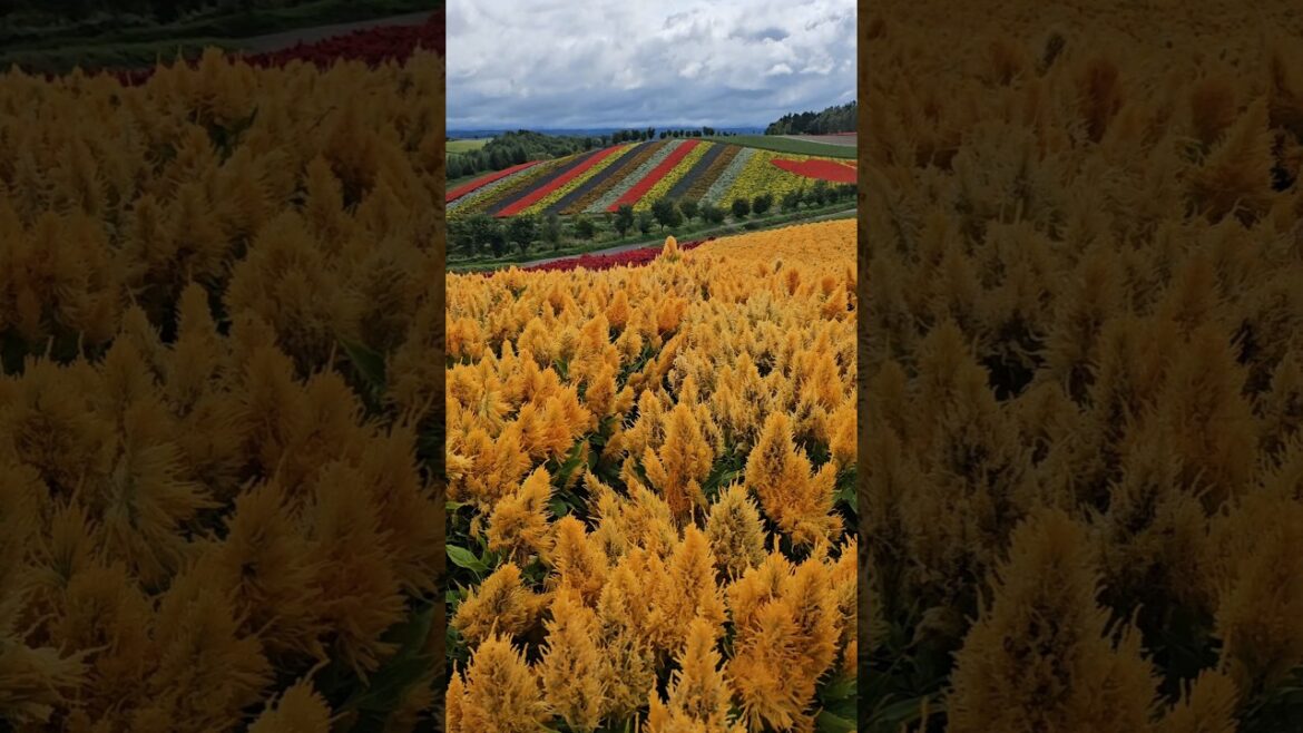 colorful strips in flower fields, trick art, farm fields in Hokkaido Japan, and arrival in Osaka.