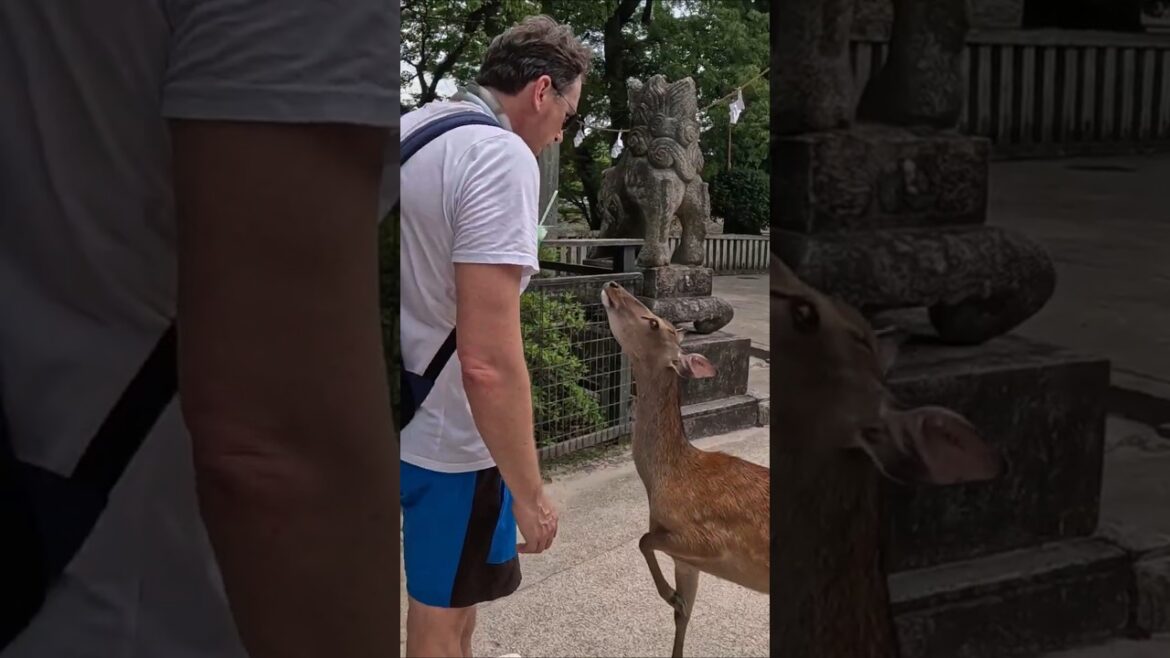 Best Day Trip from Hiroshima: Miyajima Island Hike, Shrine & Deer #vlog #travel #miyajima #japan Best Day Trip from Hiroshima: Miyajima Island Hike, Shrine & Deer #vlog #travel #miyajima #japan