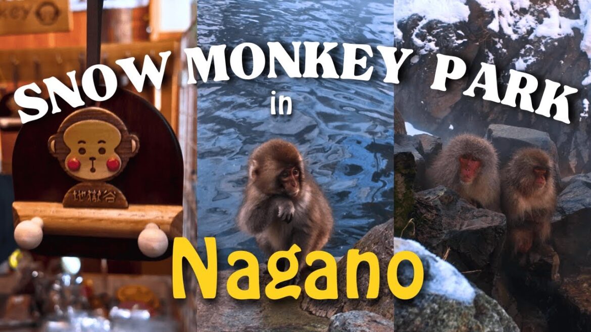 Snow Monkeys in Japan | Nagano | Hotel & Travel Tips π Snow Monkeys in Japan | Nagano | Hotel & Travel Tips π