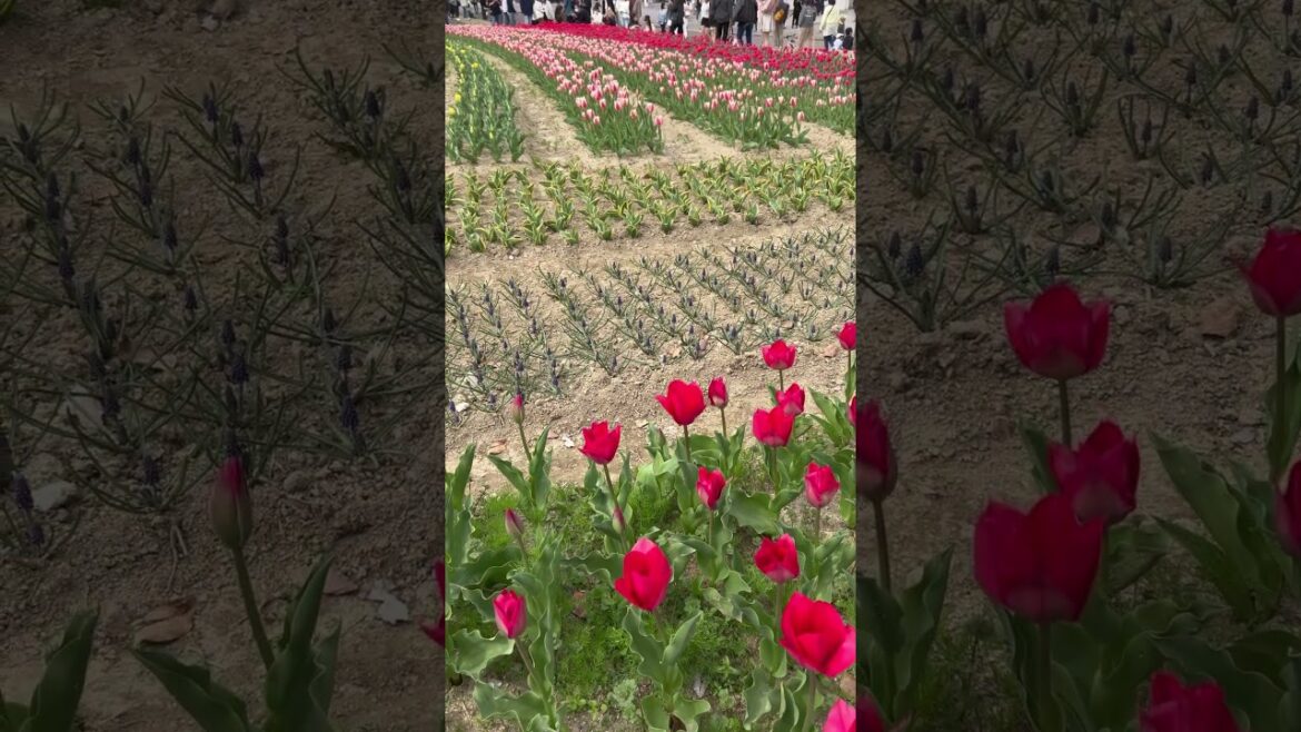 【OSAKA】Must-See Flower Spot – Osaka Expo Commemorative Park 【OSAKA】Must-See Flower Spot - Osaka Expo Commemorative Park