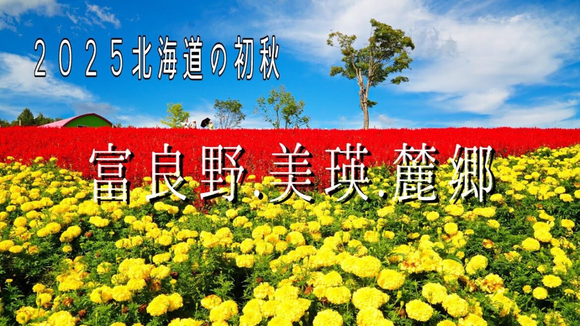 【北海道の初秋】2025   富良野  美瑛  麓郷