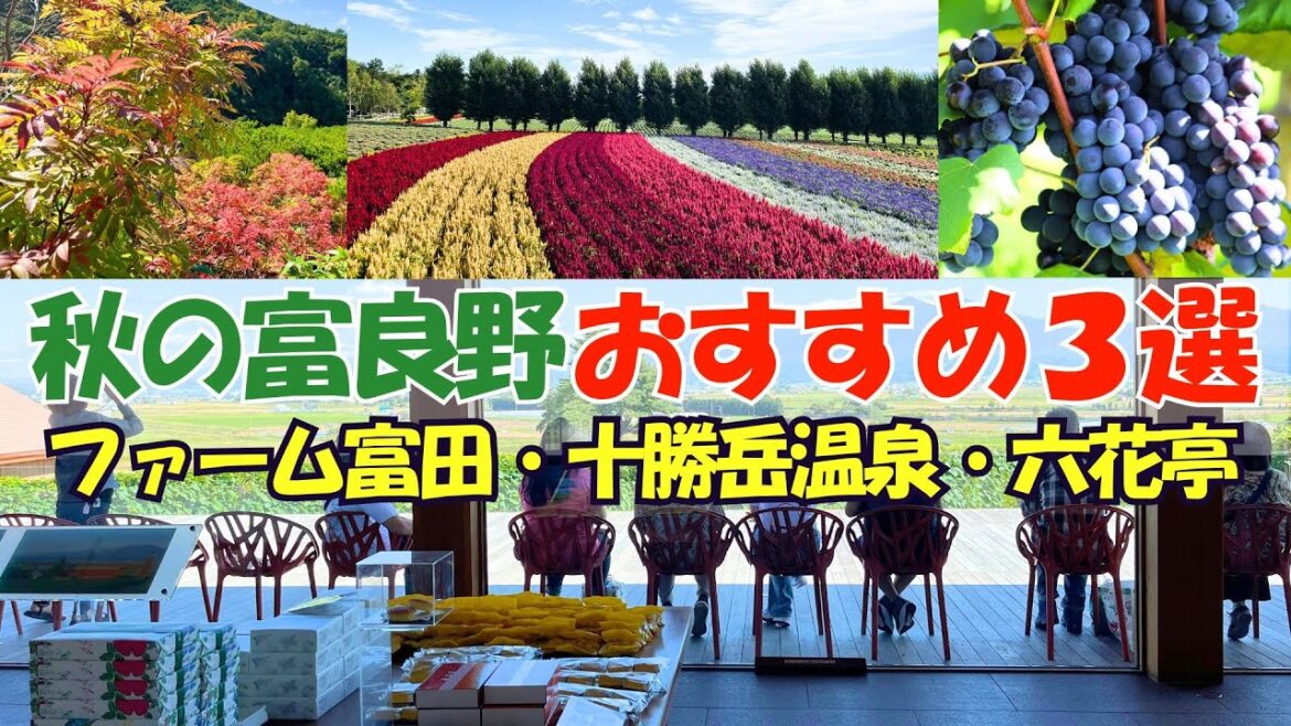 【富良野観光物語】vol.291 秋の富良野 おすすめ3選! ファーム富田/十勝岳温泉紅葉の始まり/六花亭 #富良野 #北海道 #秋 【富良野観光物語】vol.291 秋の富良野 おすすめ3選! ファーム富田/十勝岳温泉紅葉の始まり/六花亭 #富良野 #北海道 #秋