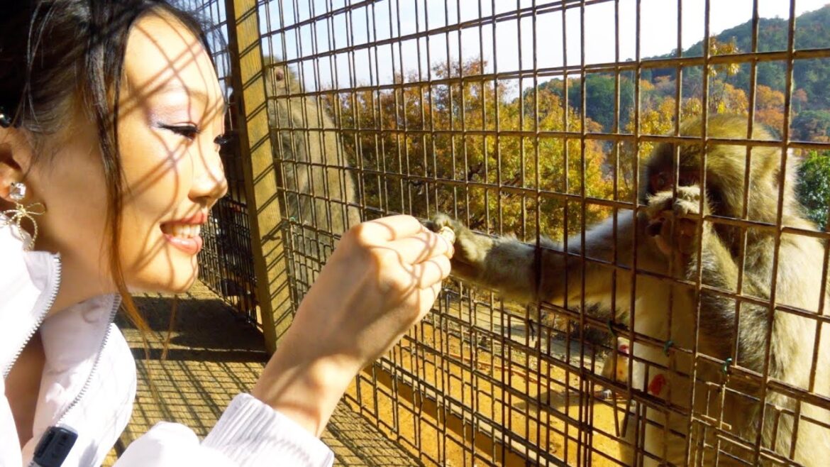 3 Essential Places to Visit in Kyoto