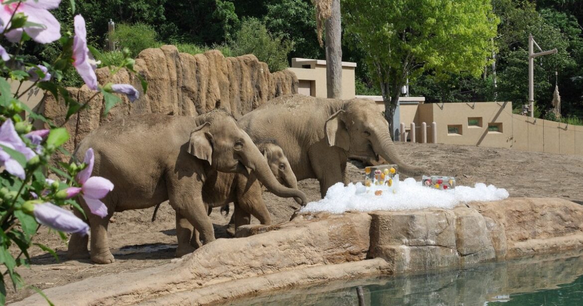 Companies donate fruit to Hokkaido zoo as soaring prices strain animal feed budgets Companies donate fruit to Hokkaido zoo as soaring prices strain animal feed budgets