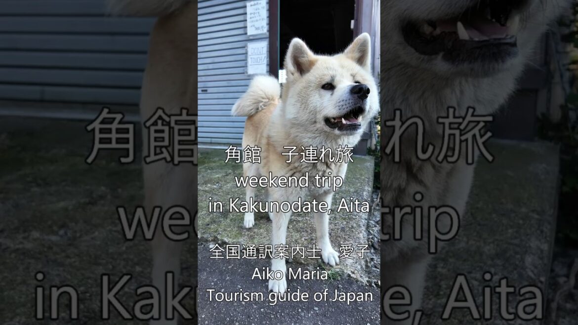 #角館  #秋田犬 #猫  #子連れ  #国内旅行  #japan  #travel  #akita   #samurai  #history  #akitadogs    #nature