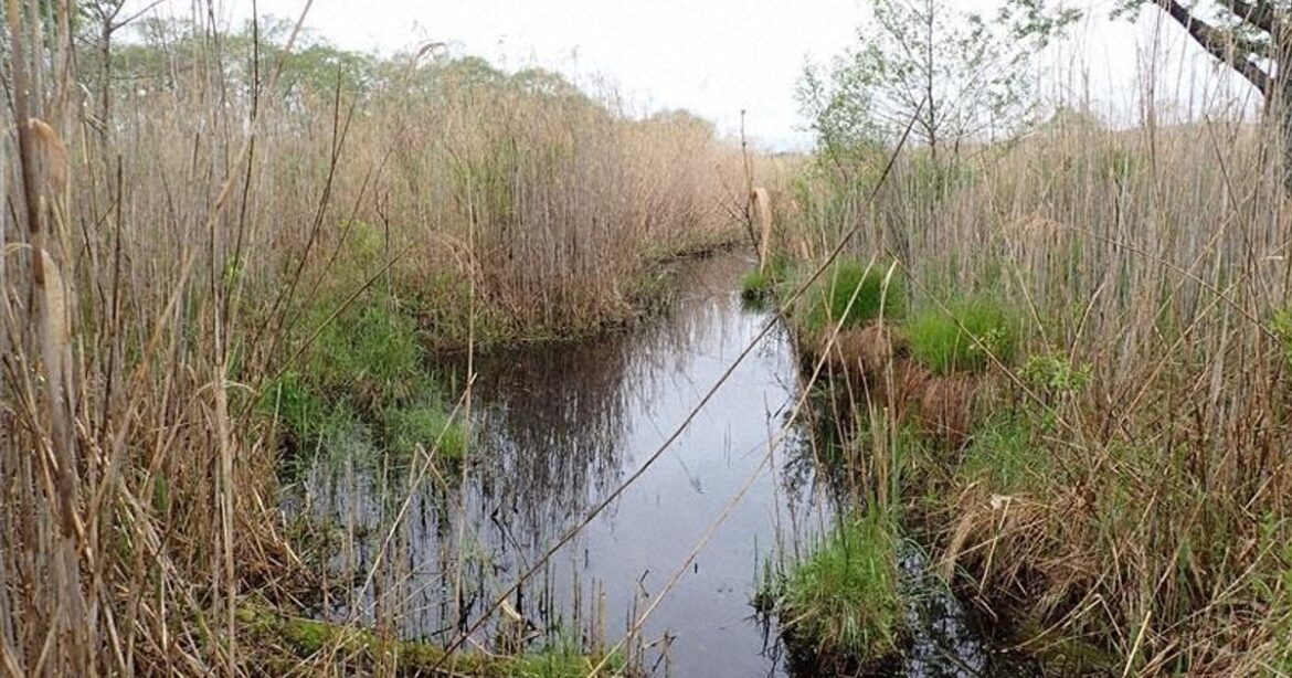 Rare salamander larvae found at planned Hokkaido solar site, raising conservation concerns