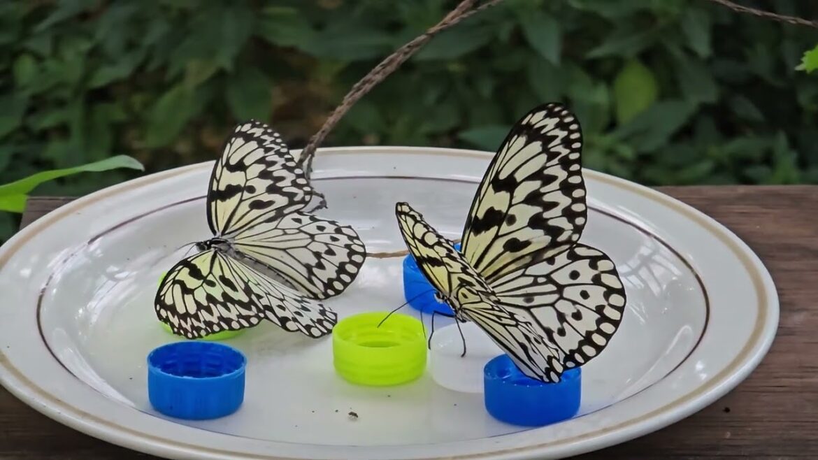 日本 ~ 蝴蝶 @ 名護菠蘿園 ~ 2025 Jun ~ Butterfly @ Nago  Pineapple Park ~ Japan