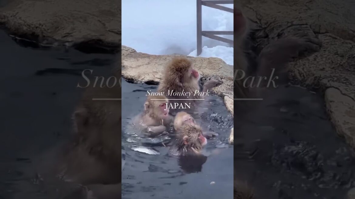 Watch Nagano’s snow monkeys soak in hot springs at pel.sg/snow_monkey