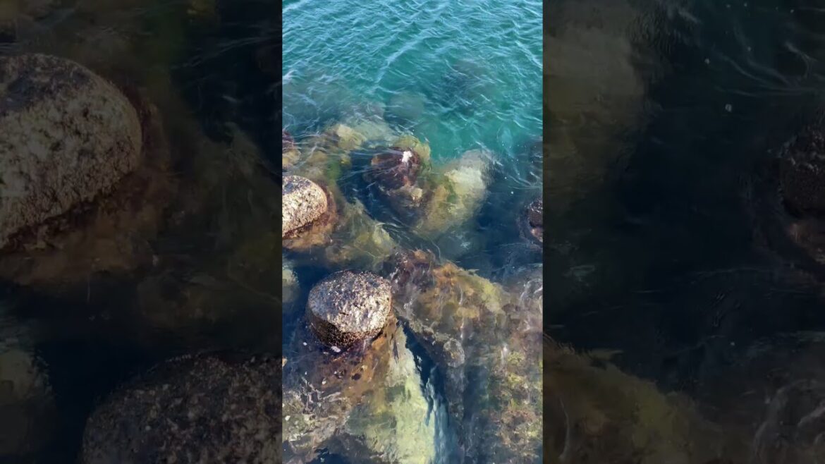 β¨οΈπ―π΅ Living the Countryside Dream in Japan | Ito Onsen, Shizuoka β¨οΈπ―π΅ Living the Countryside Dream in Japan | Ito Onsen, Shizuoka