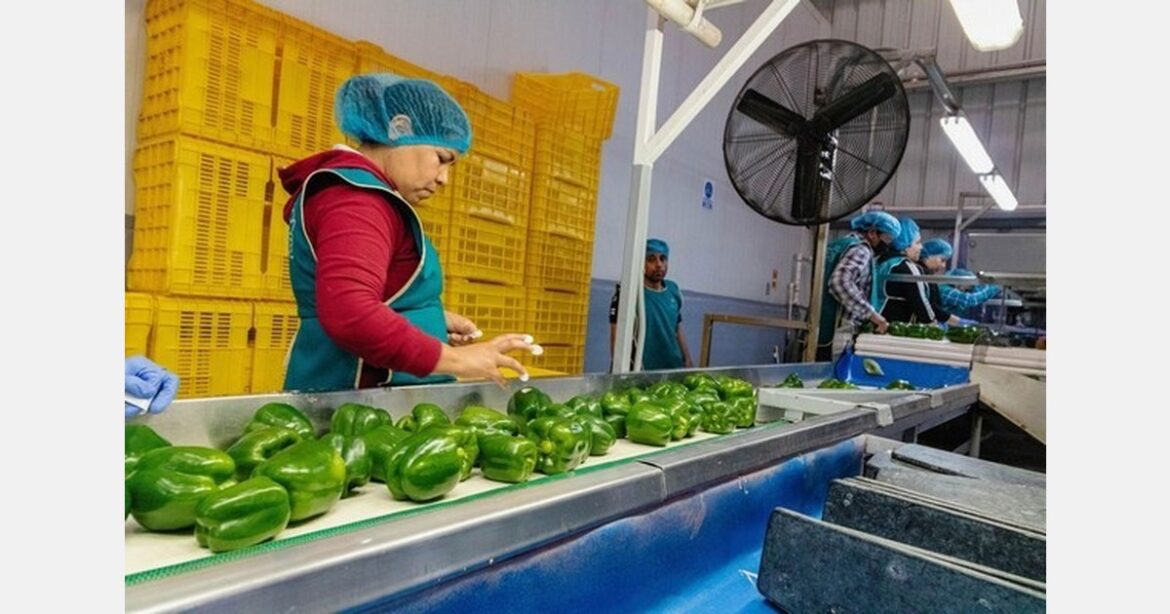 Japan to soon receive Mexican bell peppers Japan to soon receive Mexican bell peppers
