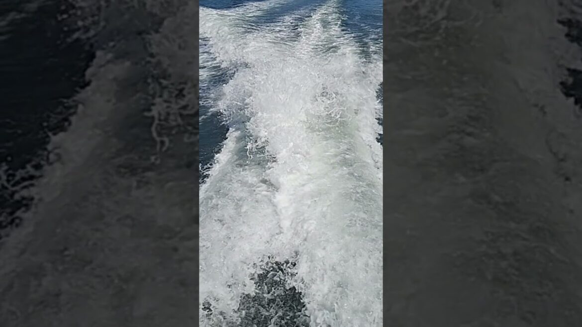 Back from Inujima Island, Japan 🇯🇵 #ferry #inujima #japantravel