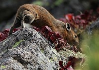A Japanese pika looks vigilant about its surroundings in rocky areas carpeted with vivid autumn leaves of alpine bearberry, in Kamikawa, Hokkaido, on Sept. 13, 2025. (Mainichi/Daiki Takikawa)