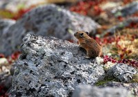A Japanese pika looks vigilant about its surroundings in rocky areas carpeted with vivid autumn leaves of alpine bearberry, in Kamikawa, Hokkaido, on Sept. 13, 2025. (Mainichi/Daiki Takikawa)