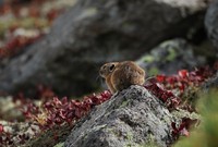 A Japanese pika looks vigilant about its surroundings in rocky areas carpeted with vivid autumn leaves of alpine bearberry, in Kamikawa, Hokkaido, on Sept. 13, 2025. (Mainichi/Daiki Takikawa)