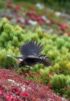 A northern nutcracker is seen near the summit of Mount Kurodake in Kamikawa, Hokkaido, on Sept. 13, 2025. (Mainichi/Daiki Takikawa)