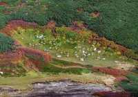 Autumn leaves near the summit of Mount Kurodake are seen in Kamikawa, Hokkaido, on Sept. 13, 2025. (Mainichi/Daiki Takikawa)