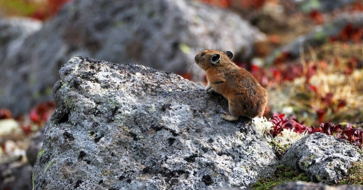 In Photos: Cute pikas get ready for winter, climbers enjoy fall foliage in Hokkaido In Photos: Cute pikas get ready for winter, climbers enjoy fall foliage in Hokkaido