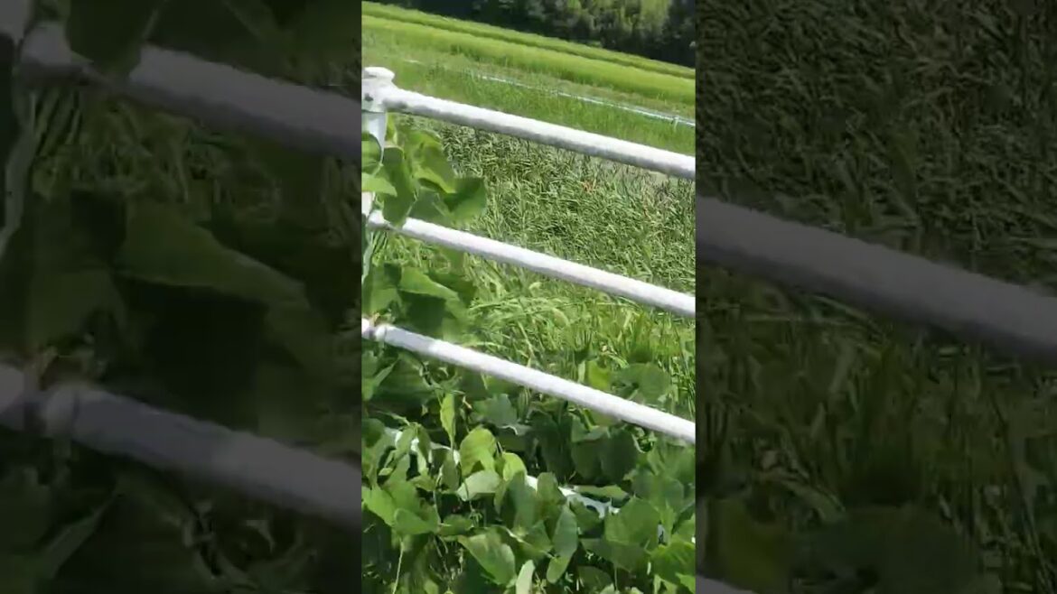 dream village in Japan kakegawa #anime #nature #travel