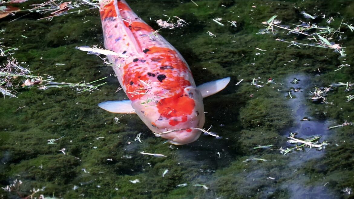 13 Okayama, Okayama Korakuen