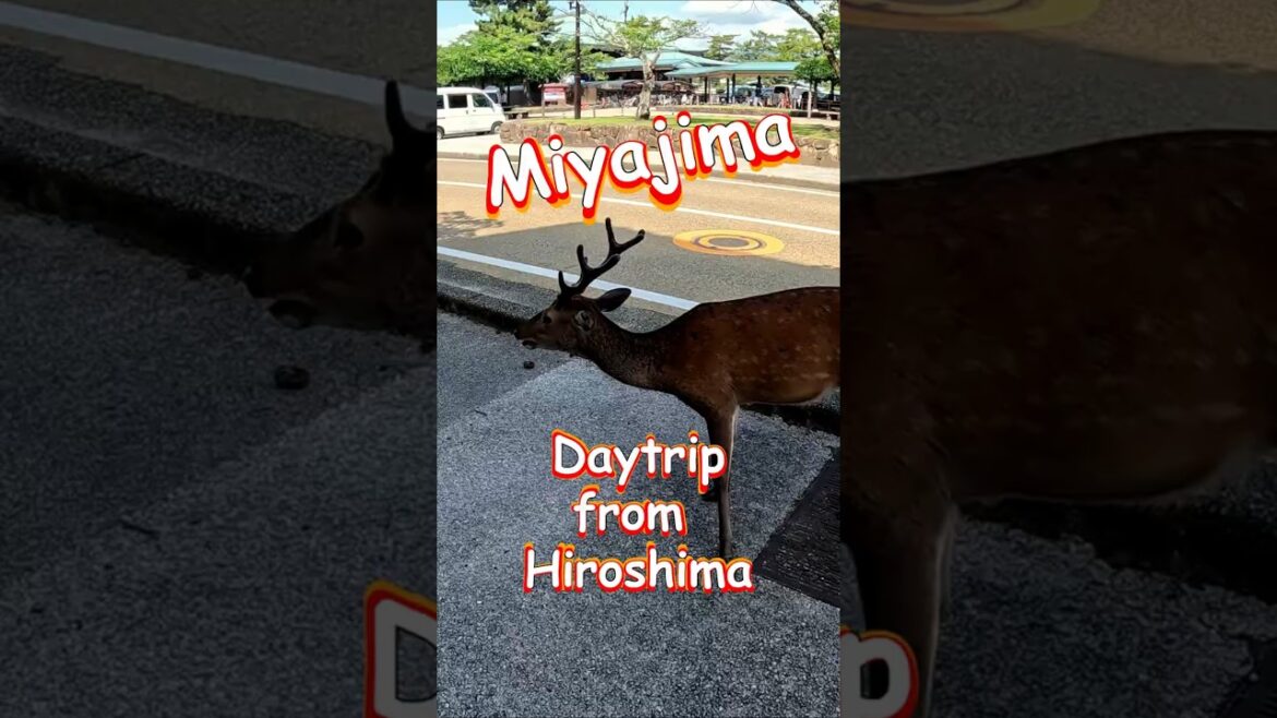 Day trips from Hiroshima #vlog #travel #japan #hiroshima #miyajima