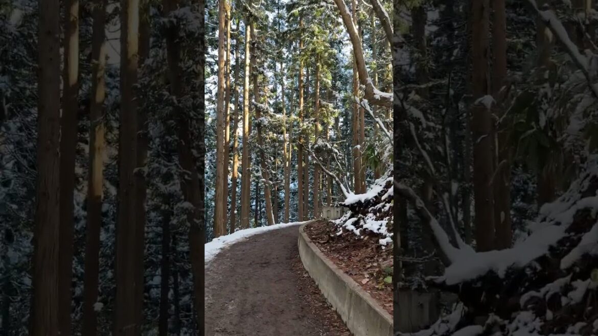 Walking to the Snow Monkey Park in Nagano. #japan #travel #snowmonkey