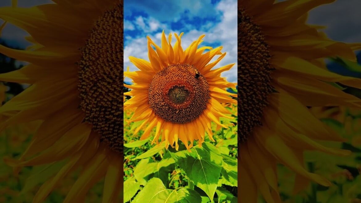 #japan #nature #flowers #japantravel #travel #naturehealing #love #sunflower #chiba #๐ฏ๐ต๐๐ธ๐ฆ๐ป๐ป #japan #nature #flowers #japantravel #travel #naturehealing #love #sunflower #chiba #๐ฏ๐ต๐๐ธ๐ฆ๐ป๐ป