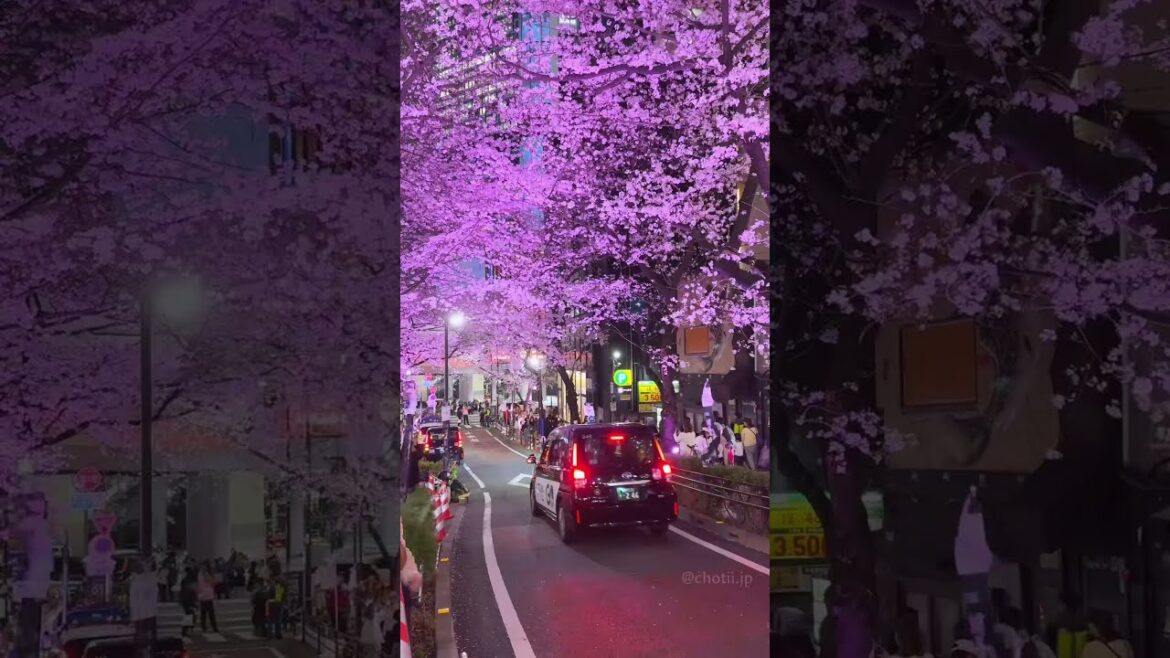 Have You Ever Seen Japan Like This 🌸🏯 #japan #travelshorts #exploretheworld #discovertheworld Have You Ever Seen Japan Like This 🌸🏯 #japan #travelshorts #exploretheworld #discovertheworld