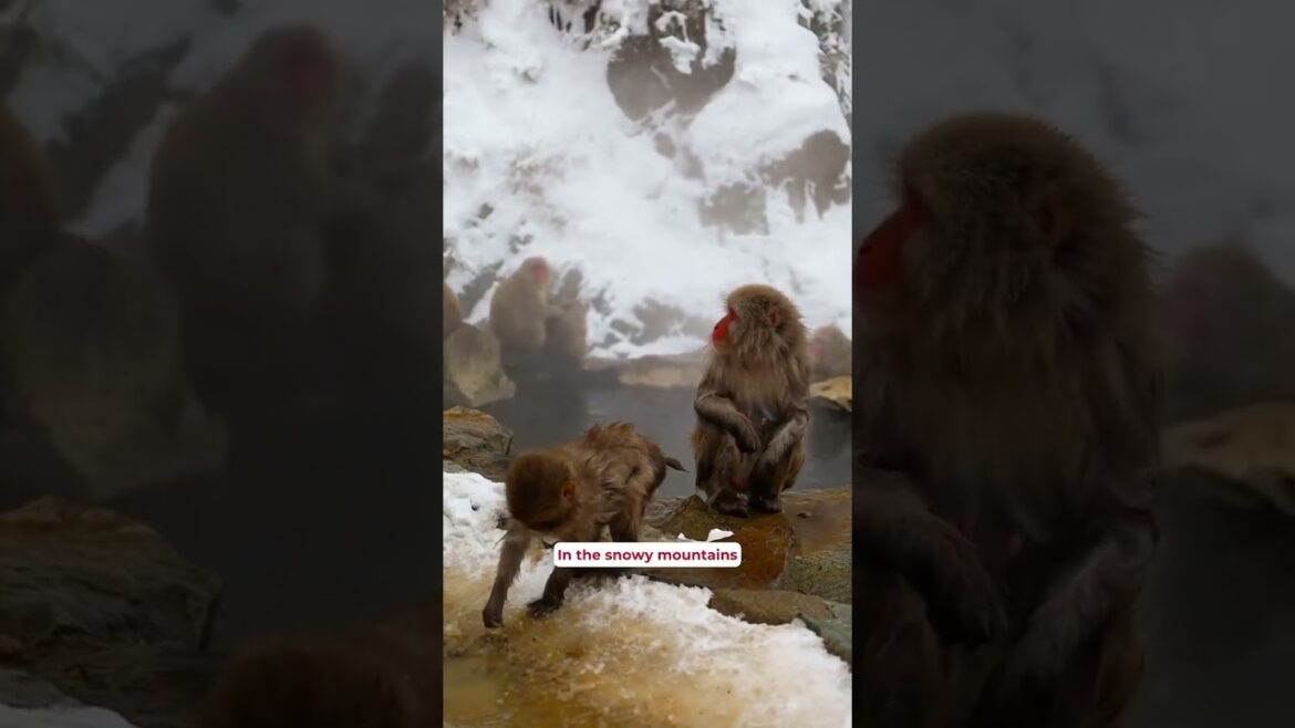 ✨ Get 3 uniquely Japanese experiences all in one trip #japan #japantrip #japantravel