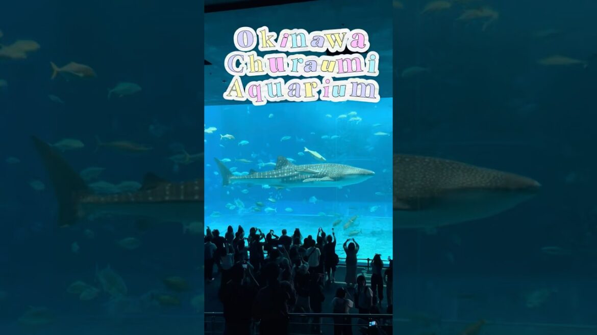 Okinawa Churaumi Aquarium Tour w/ Iris & Ivy #okinawa #japan #churaumiaquarium #พาลูกเที่ยว Okinawa Churaumi Aquarium Tour w/ Iris & Ivy #okinawa #japan #churaumiaquarium #พาลูกเที่ยว