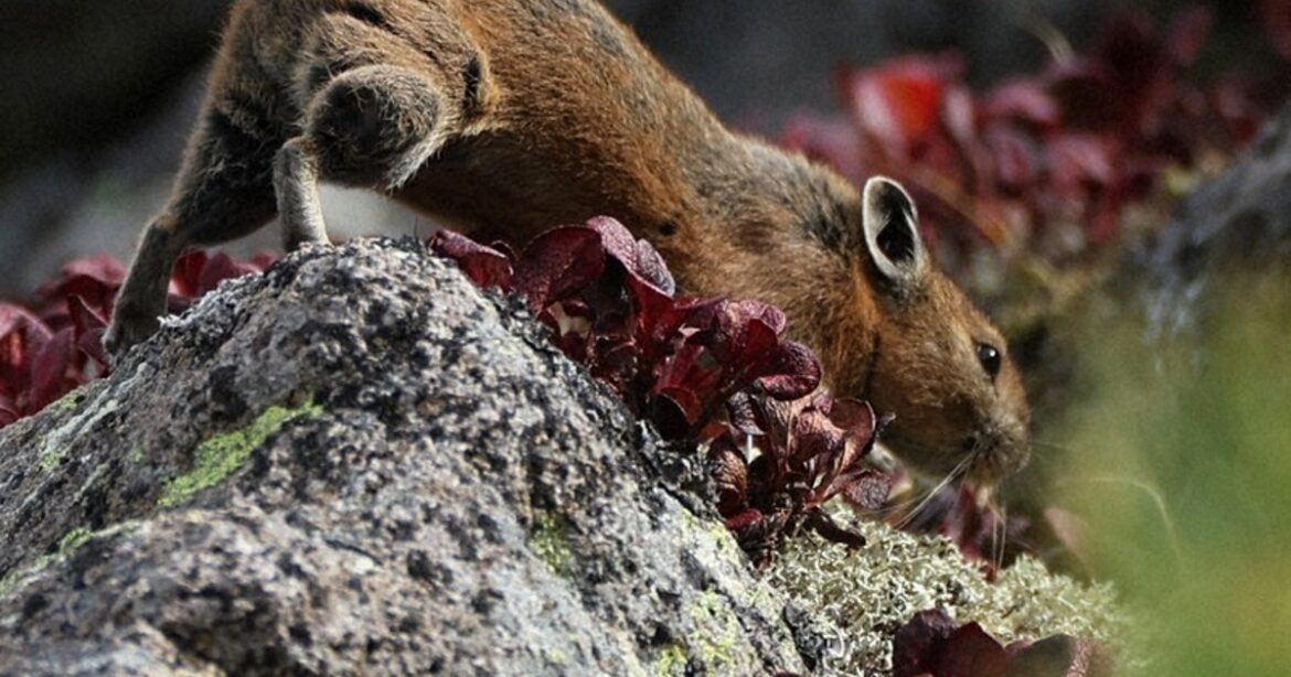 News in Easy English: Japanese pika get ready for winter on Mount Kurodake News in Easy English: Japanese pika get ready for winter on Mount Kurodake