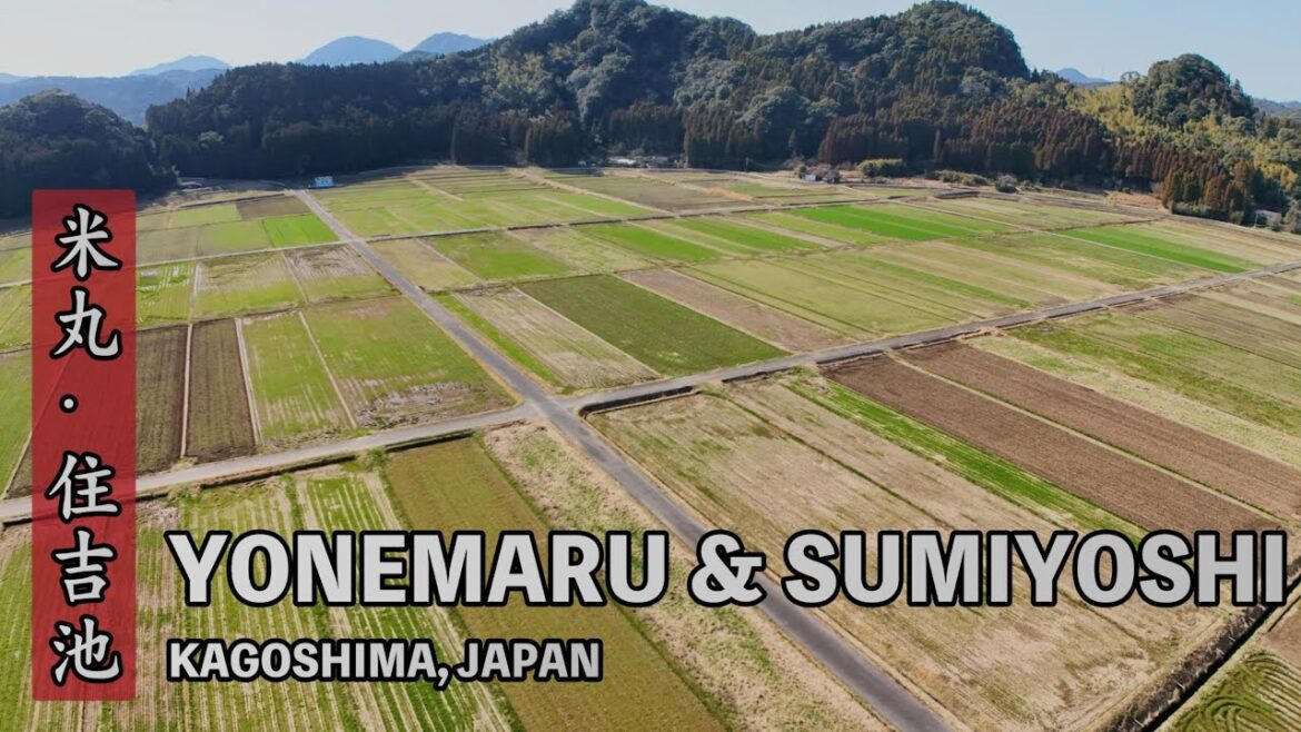 Yonemaru & Sumiyoshi 米丸・住吉池 - Kagoshima - 3/9/2025