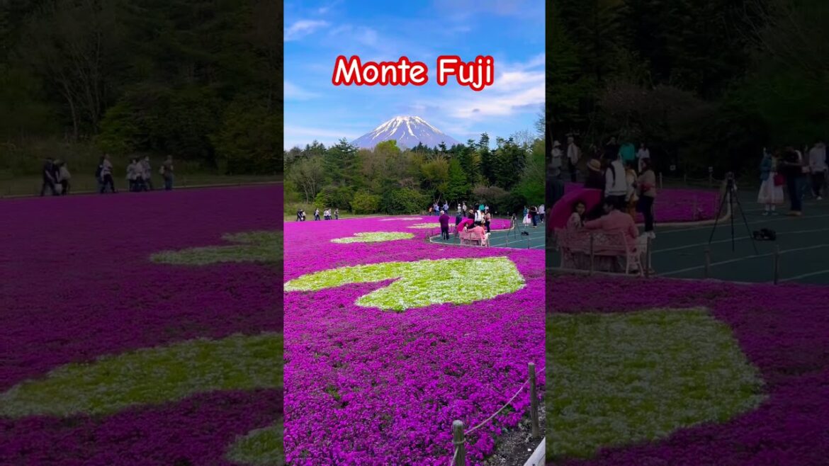 Japan's most enchanting flower festival” #paisagemnatural #japan
