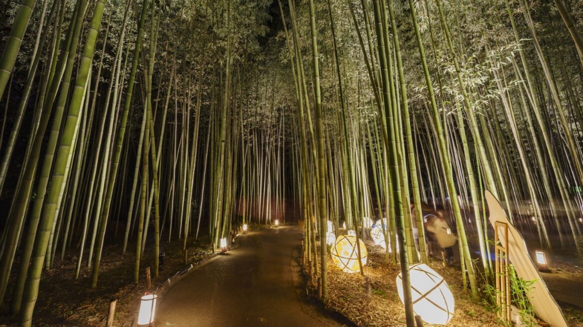 Kyoto’s Arashiyama Bamboo Forest is lighting up with lanterns this October Kyoto’s Arashiyama Bamboo Forest is lighting up with lanterns this October