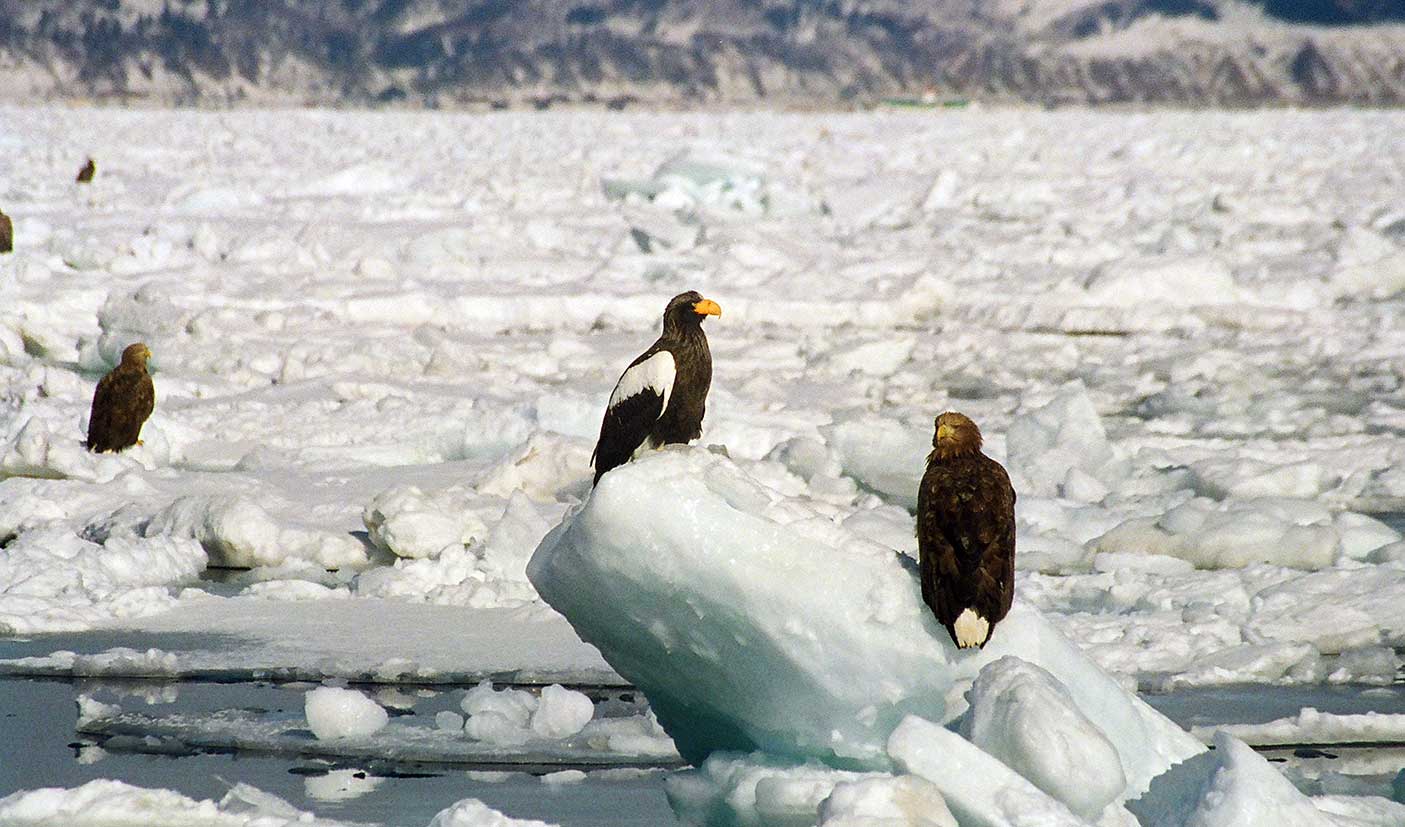Sea eagles perch atop the ice pack in Rausu harbour