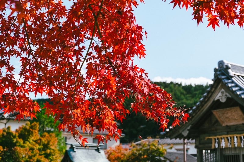 japan autumn forecast 2025