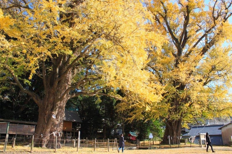 japan autumn forecast 2025