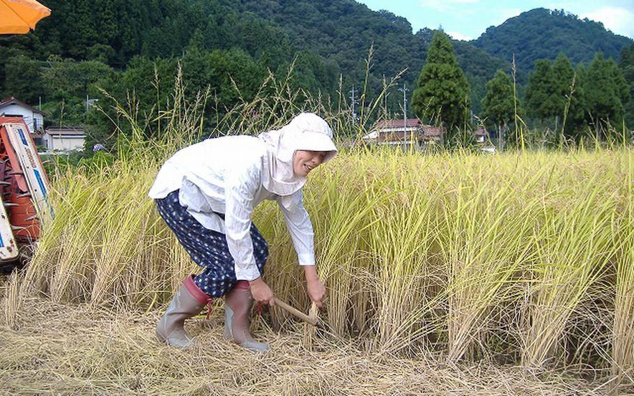 rice harvesting
