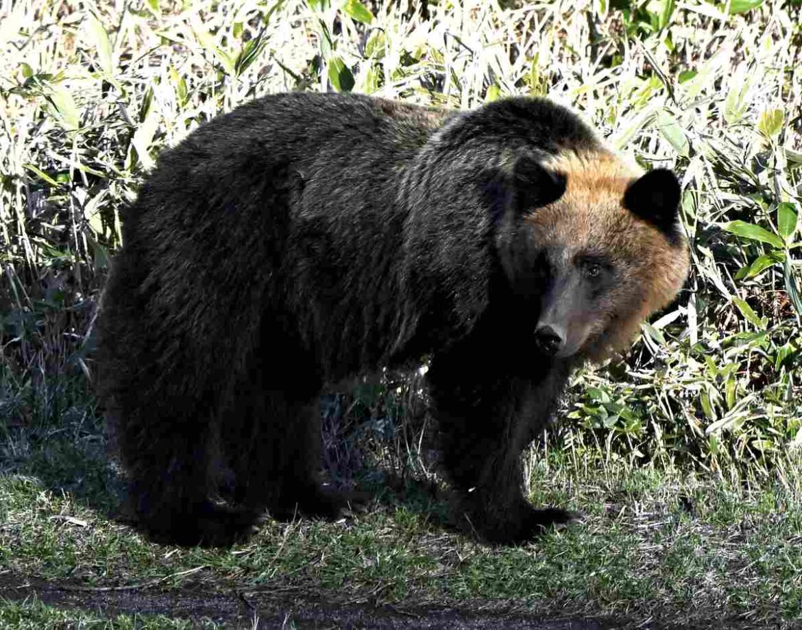 Bear Repellent Rental Business Booming in Hokkaido