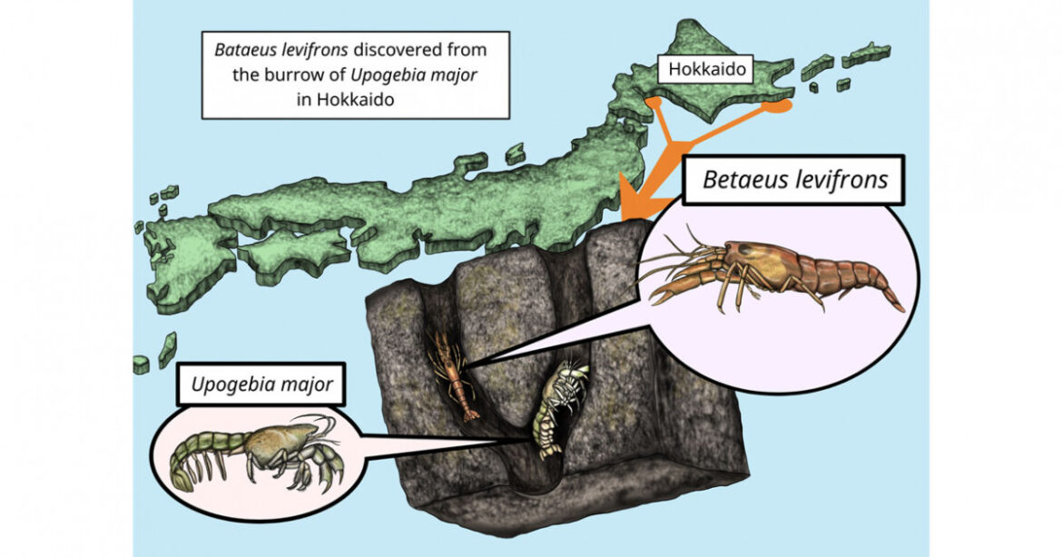A new shrimp roommate | KYOTO UNIVERSITY