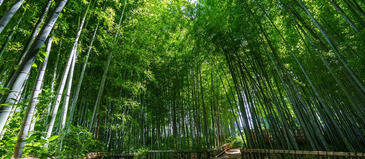 Take a Walk on Tokyo’s Quiet Side in Higashikurume: Explore a Bamboo Forest, Serene Shrine, and Natural Spring Waters