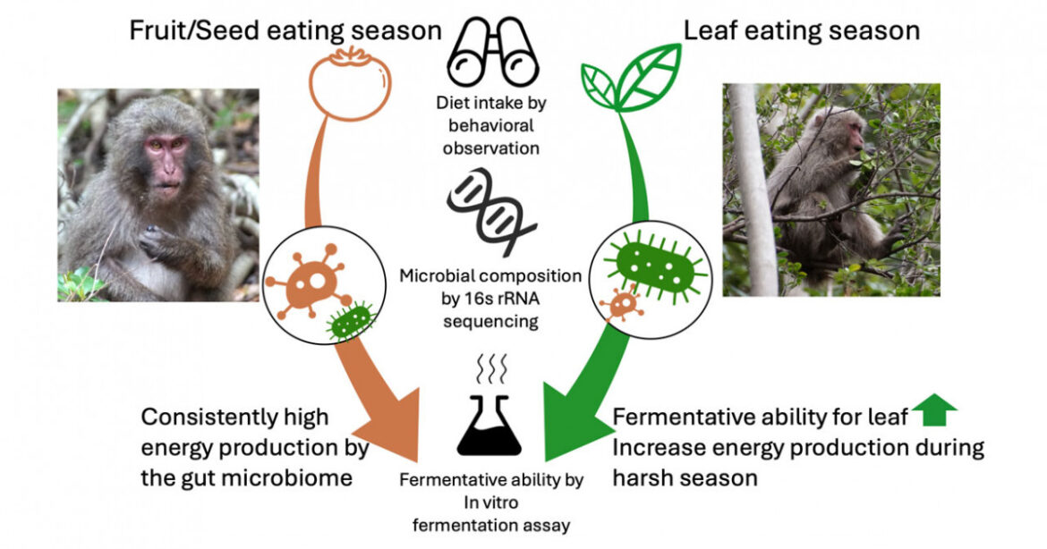 Adapting to a seasonal diet