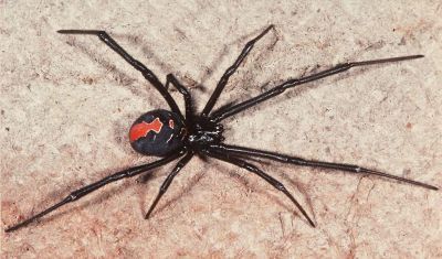 A redback spider