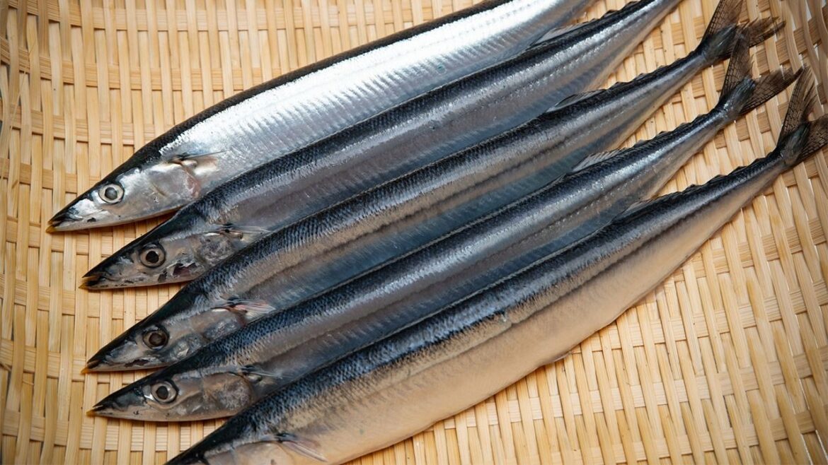 Dwindling Catches Drive Up Pacific Saury Prices in Japan