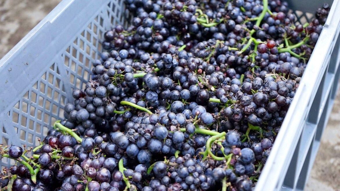 The Seven Samurai of Yoichi’s Wine World The Seven Samurai of Yoichi’s Wine World