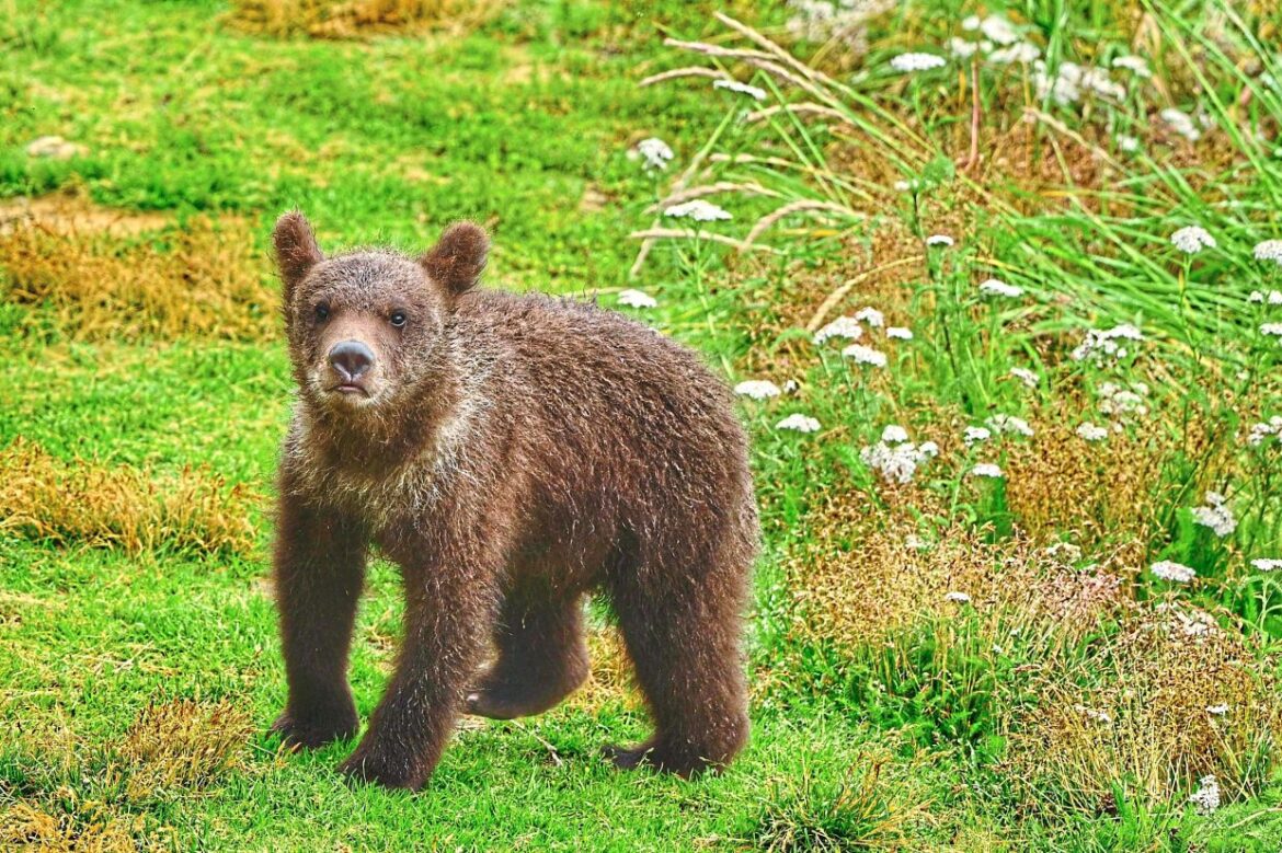 Bear repellent rental business booming in Hokkaido Bear repellent rental business booming in Hokkaido